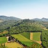 Colline verdi con vigneti e cipressi.
